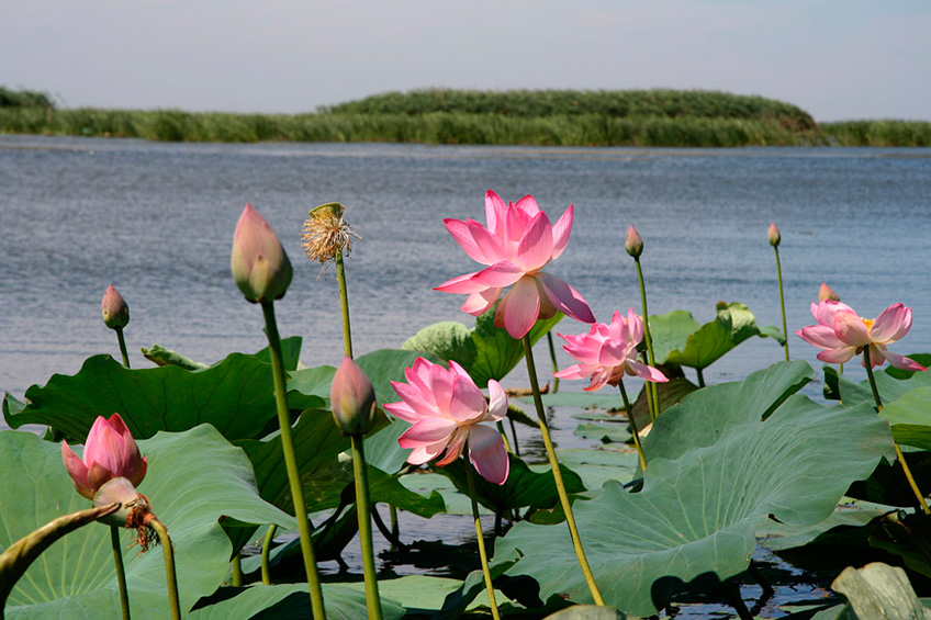 Озеро Лотосов
