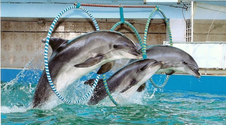 Дельфинарии Адербиевки
