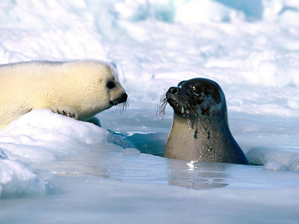 Необычный Архангельск: где увидеть гренландских тюленей?